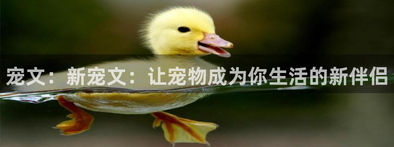 极悦娱乐注册网站app：宠文：新宠文：让宠物成为你生活的新伴侣